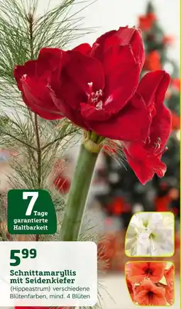 Pflanzen Kölle Schnittamaryllis mit seidenkiefer Angebot