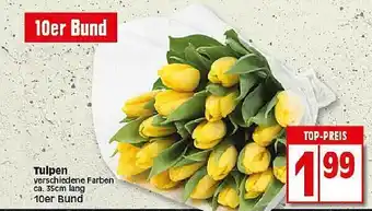 Elli Markt Tulpen Angebot