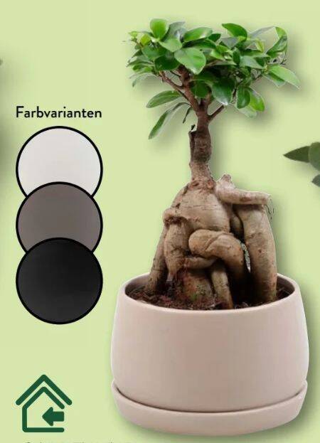 bonsai tomato Tomato Seeds, Micro Dwarf main image 1