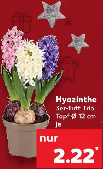 Kaufland Hyazinthe Angebot