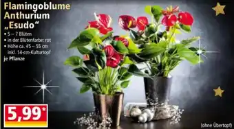 Norma Flamingoblume Anthurium „Esudo" Angebot