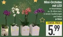 E-Center Mini-Orchidee mit LED Angebot