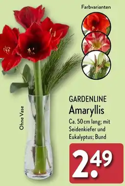 Aldi Nord GARDENLINE Amaryllis Angebot