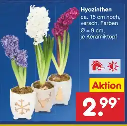 Netto Marken-Discount Hyazinthen Angebot