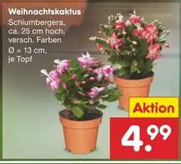 Netto Marken-Discount Weihnachtskaktus Angebot