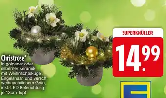 Edeka Christrose Angebot