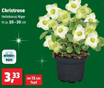 Thomas Philipps Christrose Angebot