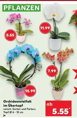 Kaufland Orchideenvielfalt im Übertopf Angebot