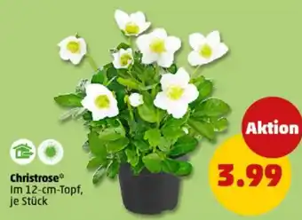 PENNY Christrose Angebot