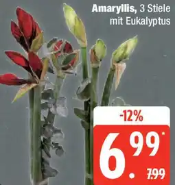 Edeka Amaryllis Angebot