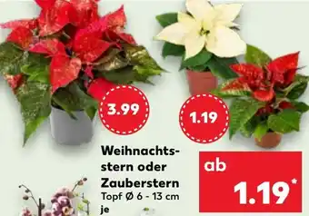 Kaufland Weihnachtsstern oder Zauberstern Angebot