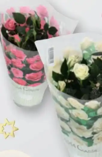 tegut Rosen Angebot