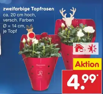 Netto Marken-Discount zweifarbige Topfrosen Angebot