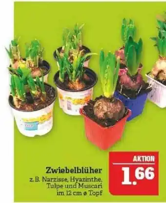 Marktkauf Zweibelblüher Angebot