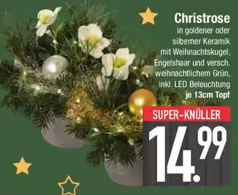 E-Center Christrose Angebot