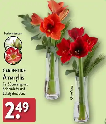 Aldi Nord GARDENLINE Amaryllis Angebot