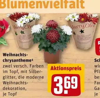 REWE Weihnachtschrysantheme Angebot