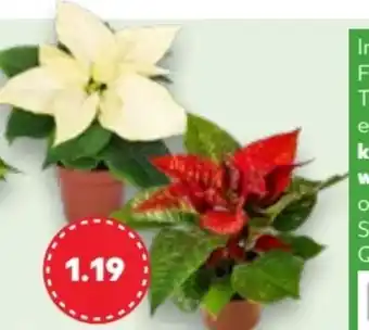 Kaufland Zauberstern Angebot