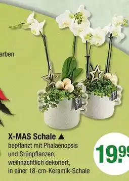 V Markt X-mas schale Angebot