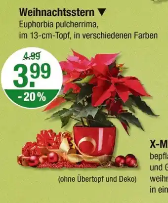 V Markt Weihnachtsstern Angebot