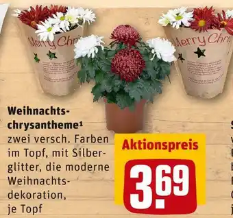 REWE Weihnachtschrysantheme Angebot