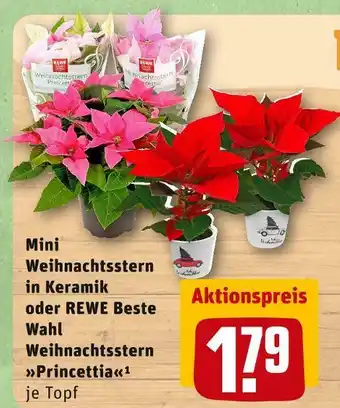 REWE Rewe beste wahl mini weihnachtsstern in keramik oder weihnachtsstern »princettia« Angebot