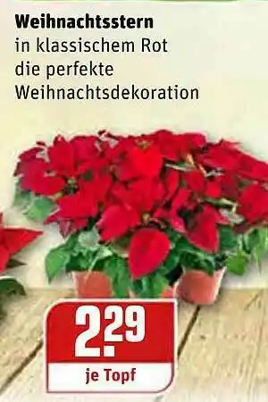 REWE Weihnachtsstern Angebot