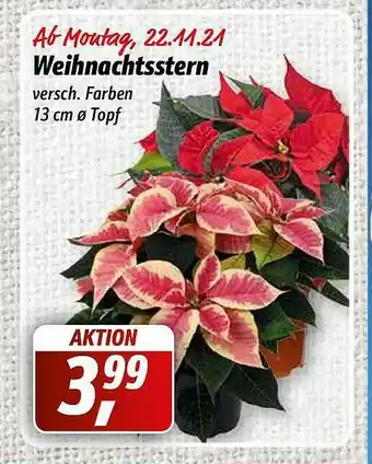 Simmel Weihnachtsstern Angebot