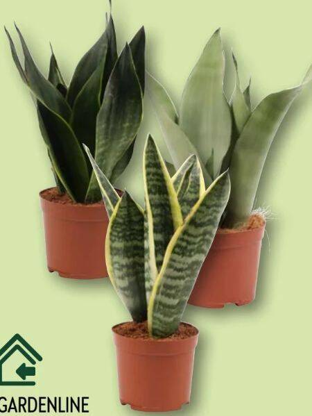 snake plants large Sansevieria Laurentii, Snake Plants