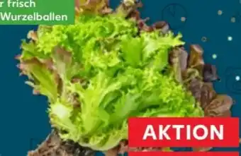 Kaufland Multicolorsalat Angebot