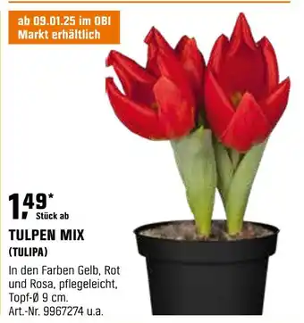 OBI Tulpen mix Angebot