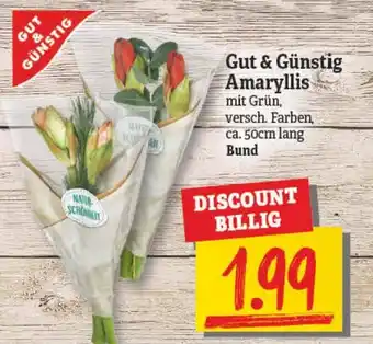 NP Discount Gut & Günstig Amaryllis Angebot