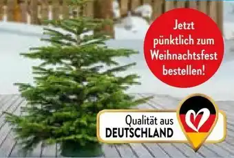 Aldi Nord Bio-Weihnachtsbaum Nordmanntanne Angebot