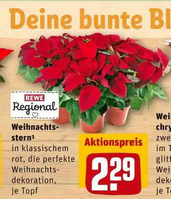 REWE Rewe regional weihnachtsstern Angebot