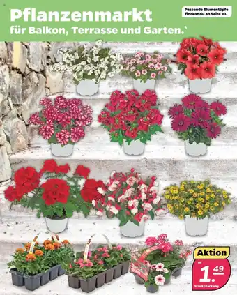 NETTO Pflanzenmarkt für Balkon, Terrasse und Garten Angebot