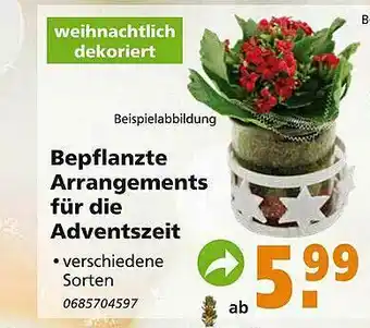 Globus Baumarkt Bepflanzte Arrangements Für Die Adventszeit Angebot