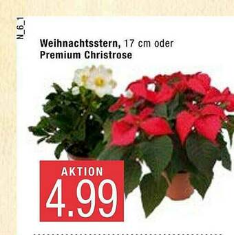 Marktkauf Weihnachtsstern Oder Premium Christrose Angebot