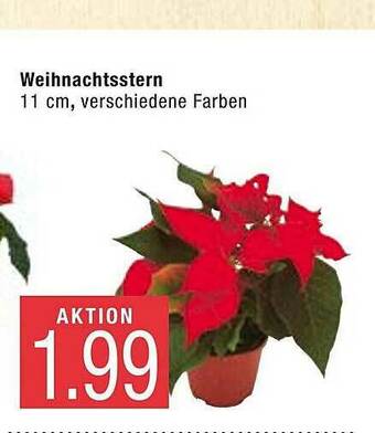 Marktkauf Weihnachtsstern Angebot