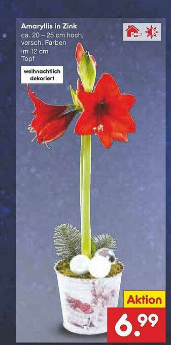 Netto Marken-Discount Amaryllis In Zink Angebot