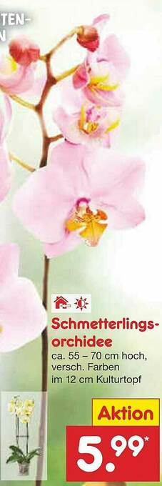 Netto Marken-Discount Schmetterlings Orchidee Angebot