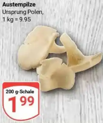 Globus Austernpilze Angebot