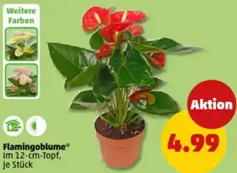 PENNY Flamingoblume Angebot