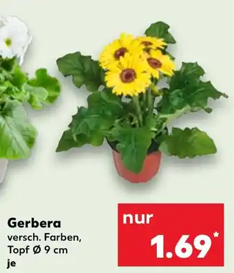 Kaufland Gerbera Angebot