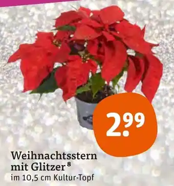 tegut Weihnachtsstern mit Glitzer Angebot