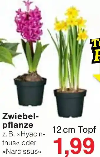 Wiglo Wunderland Zwiebelpflanze Angebot