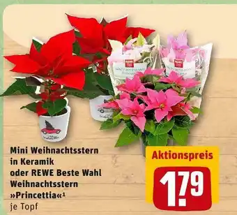 REWE Rewe beste wahl mini weihnachtsstern in keramik oder »princettia« Angebot