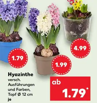 Kaufland Hyazinthe Angebot