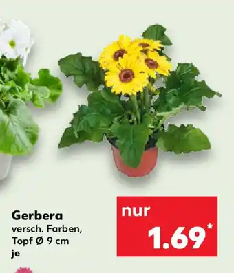 Kaufland Gerbera Angebot
