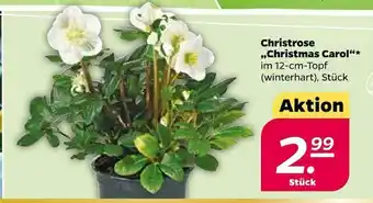 NETTO Christrose „christmas carol“* Angebot