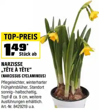 OBI Narzisse ,,tête à tête" (narcissus cyclamineus) Angebot